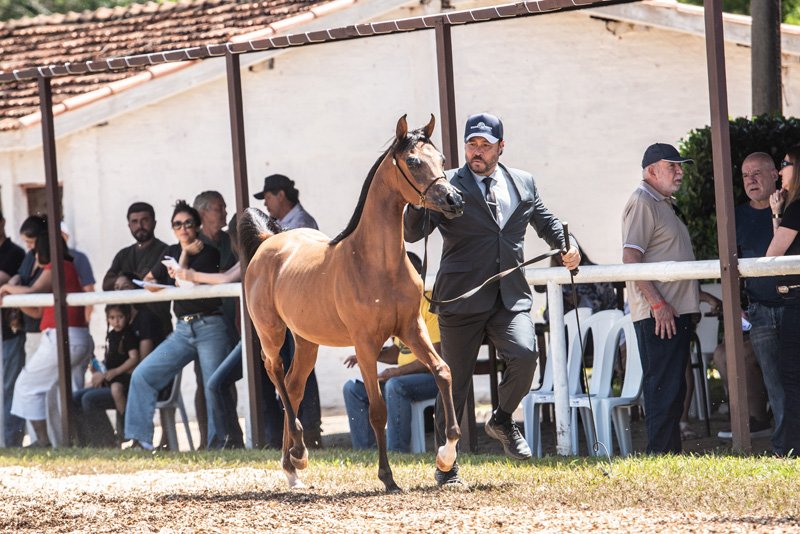 KHESSY DI CALVIN JM - CALVIN DEL TINO JM x ENAMORATTA ALI JM x *HP ALI