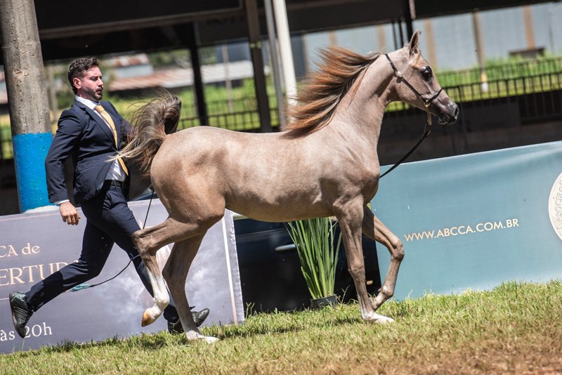 KENNYA DI HARIRY JM - HARIRY AL SHAQAB x ROHARA MARCELLA x QR MARC