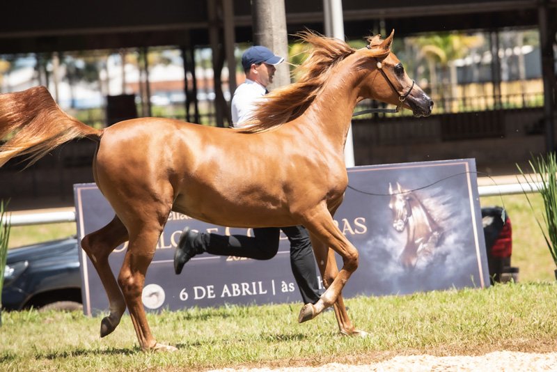 GHALIA JSZ - HARJEET MA x SIRANI UB x *SIRAJJ UB