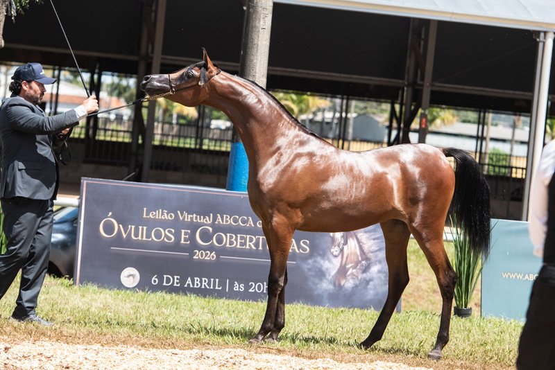 RFI SPERANZA - RFI UNIQUE x VV SHAFFIRE x PRELUDIO OSB