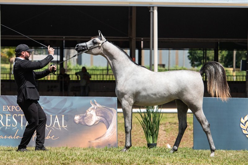 RFI ANTONELLA - EKS FARAJJ x ARIELA W x QUASIM CRH