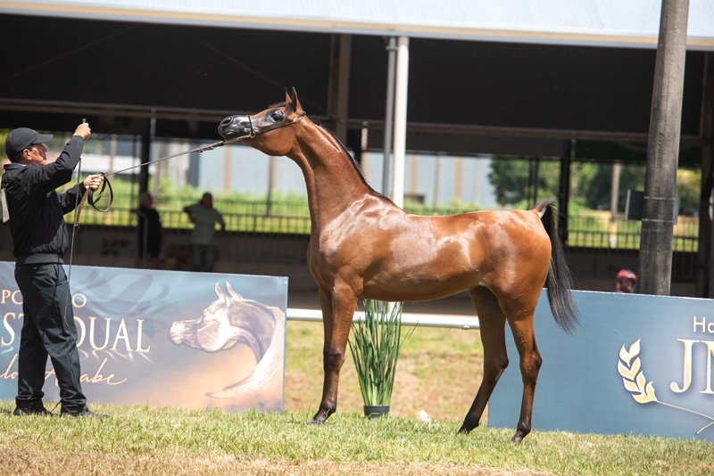 LALLAROOKH NY - QUASIM CRH x MISS EL KARIM JQ x KARIM EL POWER JQ