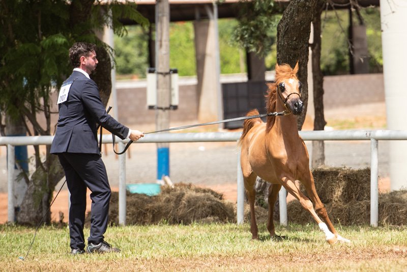 KARTIER DI MADEN JM - AF MADEN x GIULIA HVP x *EL TINO