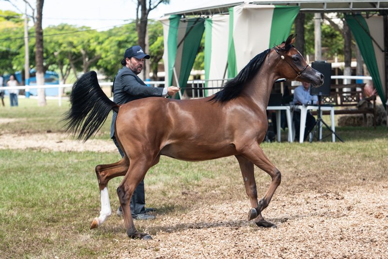 RFI EMILIANO - HK GRAN VALEHOSO x ESMERALDA HVF x RAMSES SAMS