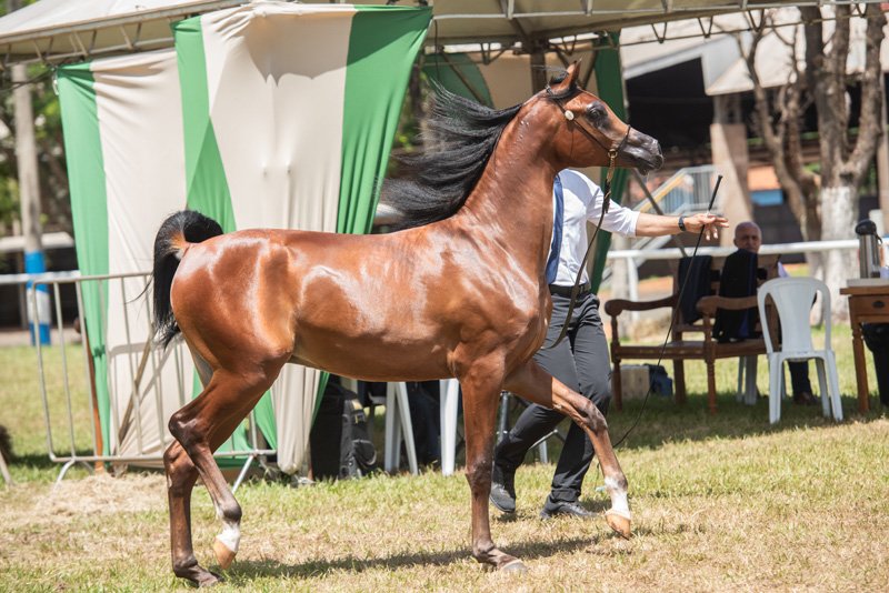 MASSOUD JSZ - JYVAR MEIA LUA x NAMIRA JSZ x PRELUDIO OSB