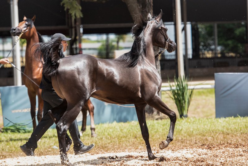 CHRISTIANO REC - VIVALDI AL SHAWAN x AMANJ REC x ARMANI HVP