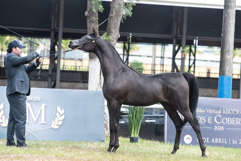 BLACK DIAMOND - JYVAR MEIA LUA x EMV ERIKKA ELL MADAN x AJMAN MONISCIONE