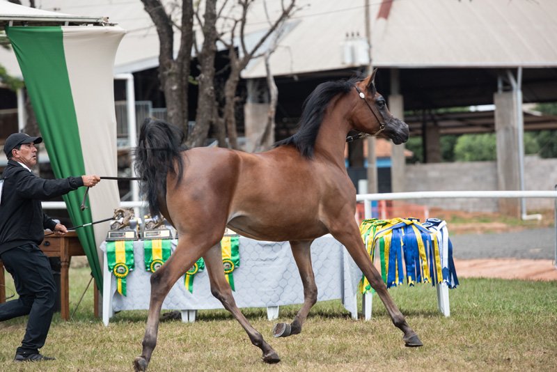 MY BEST DESIRE FWM - RFI UNIQUE x MY BEST SURPRISE FWM x *BANDIT SRA