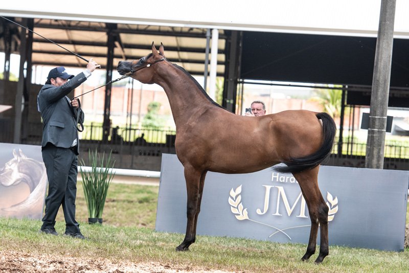 FT CHAHILLA - HK GRAN VALEHOSO x STINNA W x RFI MAKTUB