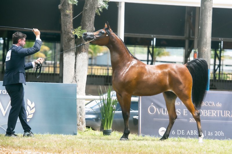 CHINA DOLL HBV - TM ITAIPU x PRADA HBV x SIR FAMES HBV