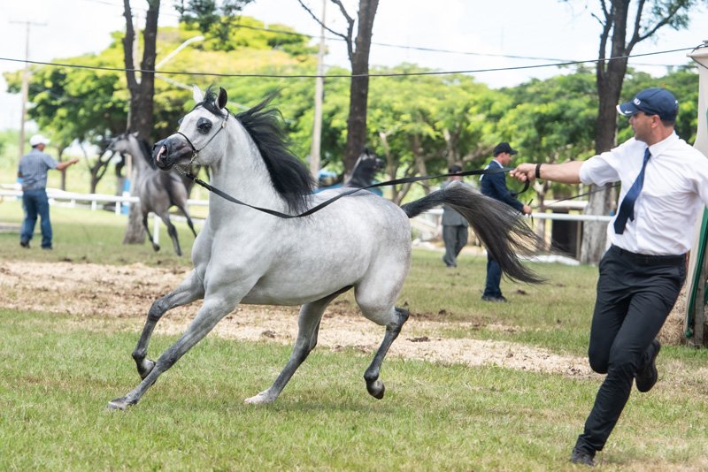 HES PENELOPE - RAGNARY GV x ADELINE HVP x KAHIL AL SHAQAB