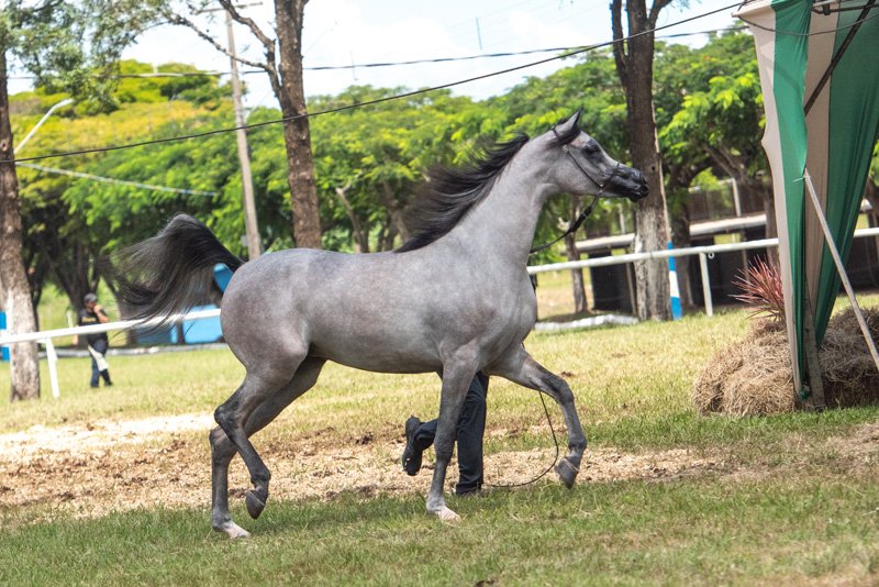 QUEEN AMAYA FWM - JYVAR MEIA LUA x NAHLA EL MADAN x *EL TINO