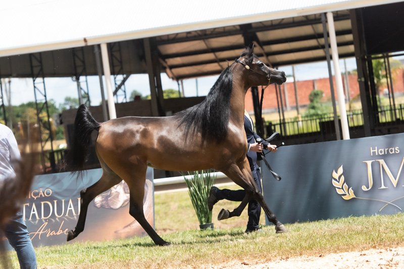 HES ANTONELLA - VIVALDI AL SHAWAN x CHERRIE YPARADISE JM x YPARADISE JM