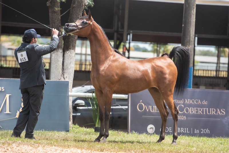 JUCIENNE D'BANDIT JM - BANDIT SRA x JUENNE APPRENTICE x *THEE APPRENTICE