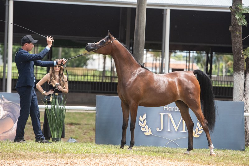 JUSTHINE FAROUK JM - EKS FAROUK x STIG JUSTHINE x WH JUSTICE