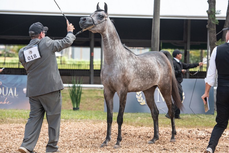 JUSTINE SHARIF JM - SHARIF AL ZOBAIR x MLP PARAMOUR