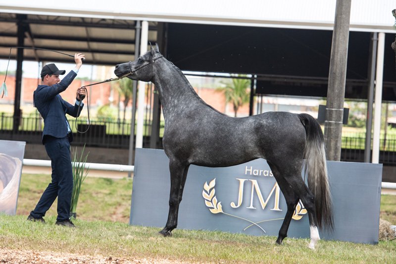 ILADDY DI JYTAN JM - JYTAN MEIA LUA x MARRAKECH ARABCO x *EL TINO