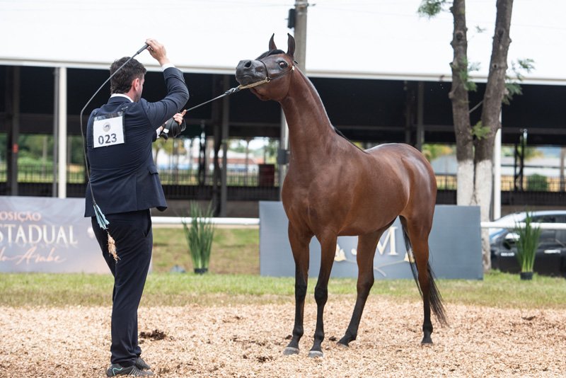 INYESKA DI CALVIN JM - CALVIN DEL TINO JM x ZRUSKIA JM x RFI MAKTUB