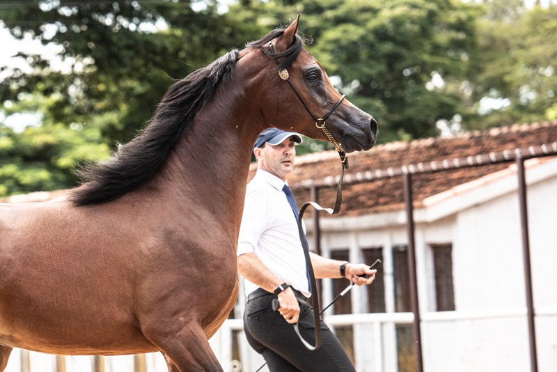 SIRHAN JSZ - ARIA RAKEEM x SAHARA DAGHIRAH x *DENALI BHF