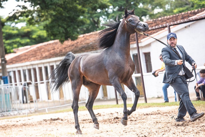 RFI SPLENDORE - RFI SPLENDOR x NUBBYA EL SHAWAN JQ x *FA EL SHAWAN