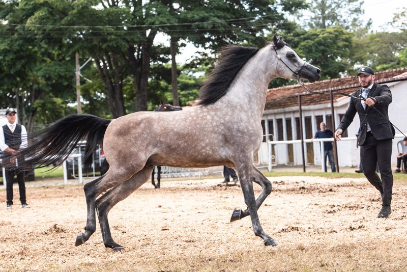 SAMURAI DO DIVINO - JYVAR MEIA LUA x HALYRAH DO DIVINO x HALYR MEIA LUA