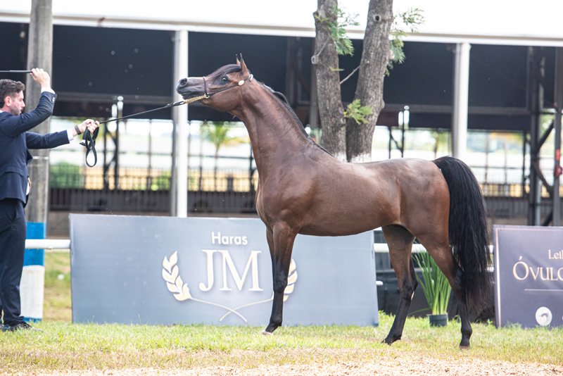 INVICTUS DI CALVIN JM - CALVIN DEL TINO JM x ALYSSA CRYSTAL RLC x VULCANO HVP