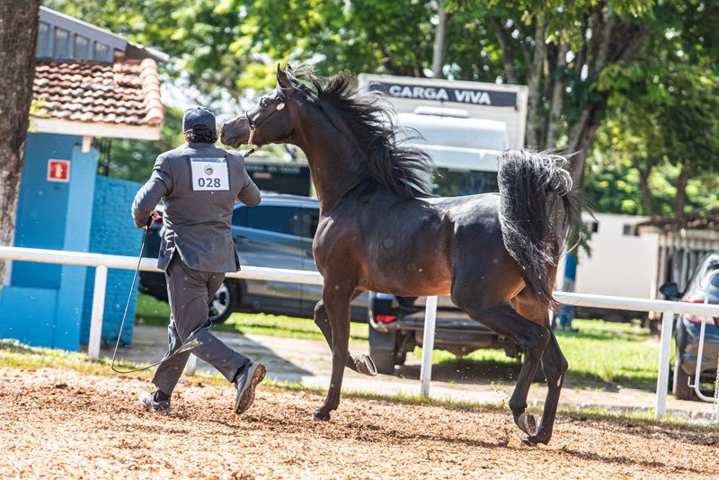 IKON JM - SHARIF AL ZOBAIR x FALCONS PROMISE ORA x FALCON BHF