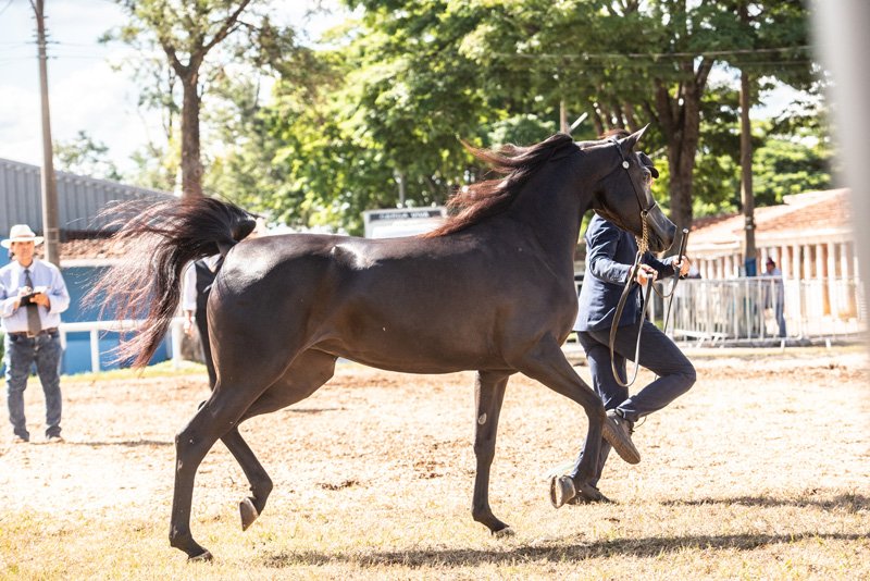 HETERNNYA YPARD JM - YPARADISE JM x MARJORIE HVP x *FA EL SHAWAN