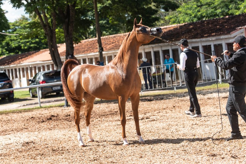 QUEEN MERCIA FWM - RAGNARY GV x PRINCESS SOPHIA FWM x *VAALENTE