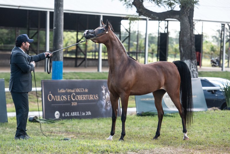 HIMPEHRYA TERJOI JM - HCE TERJOI x ALYSSA CRYSTAL RLC x VULCANO HVP