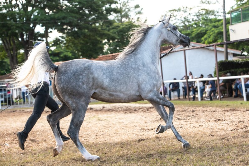 PLANETA RACH - *ELFERUS x PRECIOSA RACH x TS KHIDAM EL SHAWAN