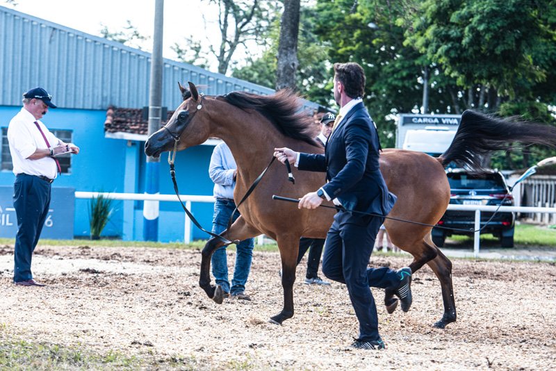 GVICTORY VAALENTE JM - VAALENTE x CHERRIE YPARADISE JM x YPARADISE JM