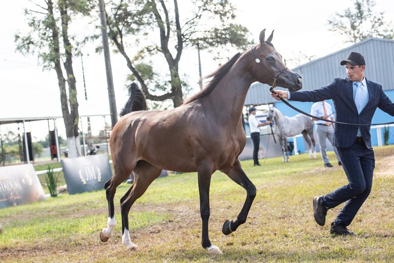 GHEXTASY D`CALVIN JM - CALVIN DEL TINO JM x XCENTRIKA DI EDEN JM x EDEN C