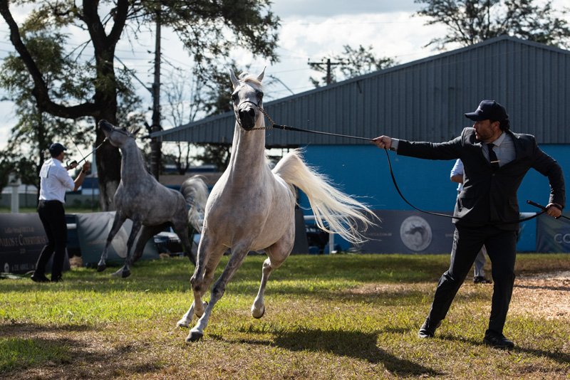 GHIDARA DI SIRAJJ JM - SIRAJJ UB x XHIDARA JM x *KHIDAR