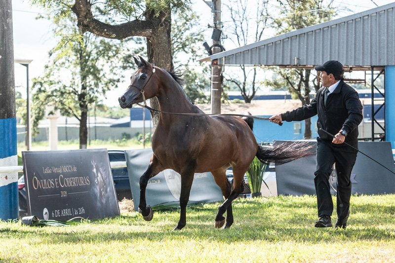 VV SHAFFIRE - PRELUDIO OSB x KARENINA EL MADAN x *EL TINO