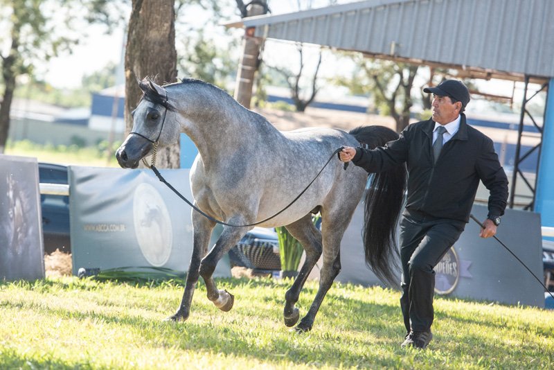 DOMENICO FWM - DOMINIC M x NAHLA EL MADAN x *EL TINO