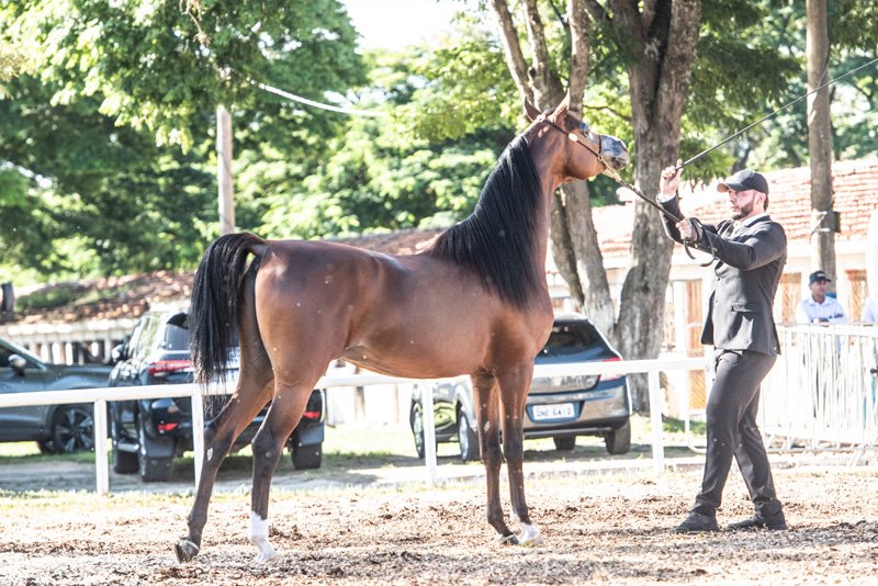 RFI MARQUIS - QUASIM CRH x *MYSTICA DESIRE x MARWAN AL SHAQAB