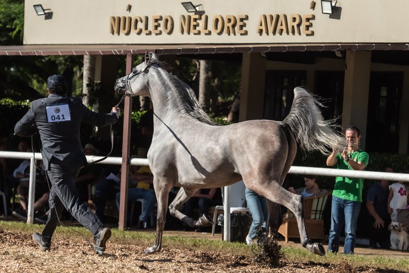 RFI SHARAM - RFI UNIQUE x RFI SAWARI x EXCALIBUR EA