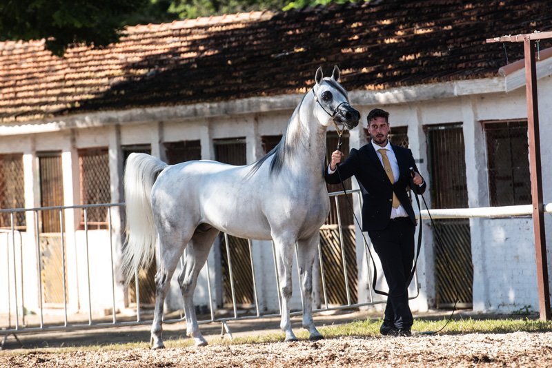 HK YORK - HDF LUGANO x HK LUNNA EL KEAV x HK KEAV POWER