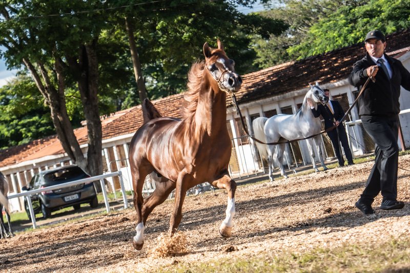 RAGNARY GV - RAGNAR RACH x AF HANOLINA x *DELMAR