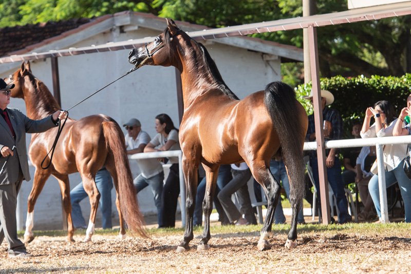 CASH DEL TINO JM - EL TINO x STIG JUSTHINE x WH JUSTICE
