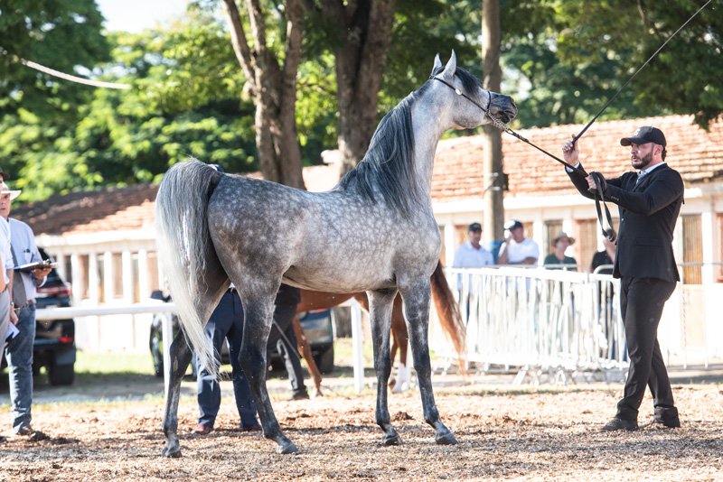 RFI MAREK - VIVALDI AL SHAWAN x RFI MAHARA ALMAKTUB x RFI MAKTUB