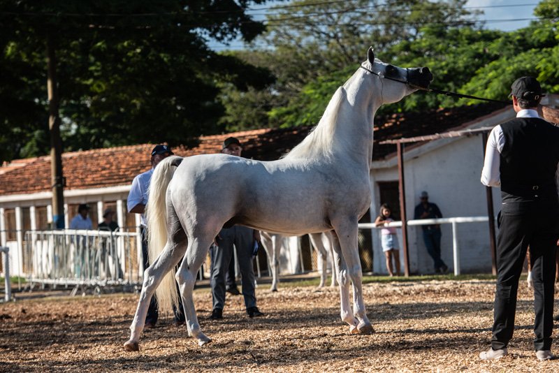RD CAPRIOTTI - SHANGHAI EA x MI MORENA x MARWAN AL SHAQAB