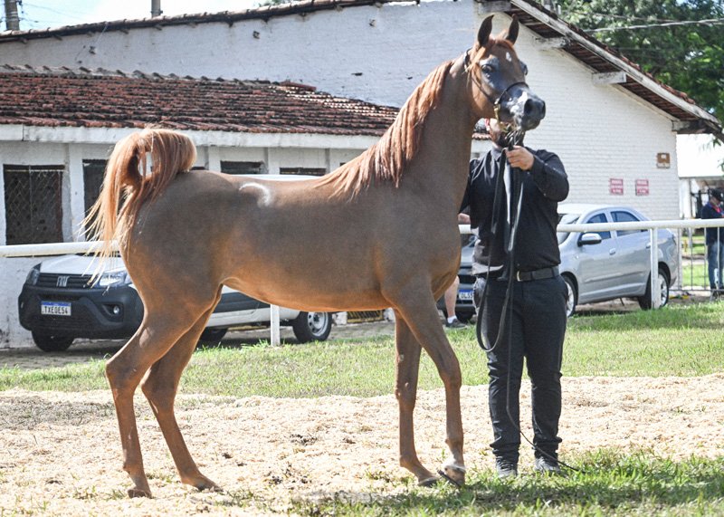 HES SAMIRA - STEFAN FK x HANNA 7F x HDF LUGANO