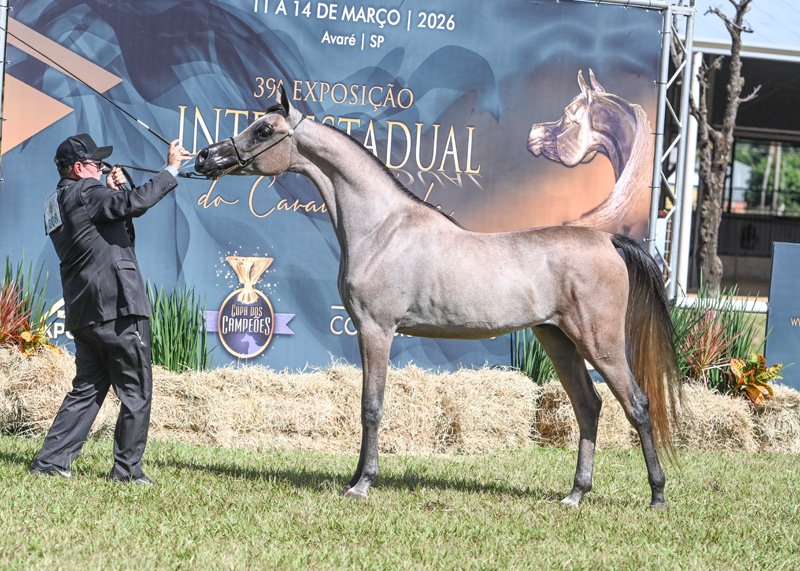 JASPER DI CASH JM - CASH DEL TINO JM x MAISA LM x VITORIO TO