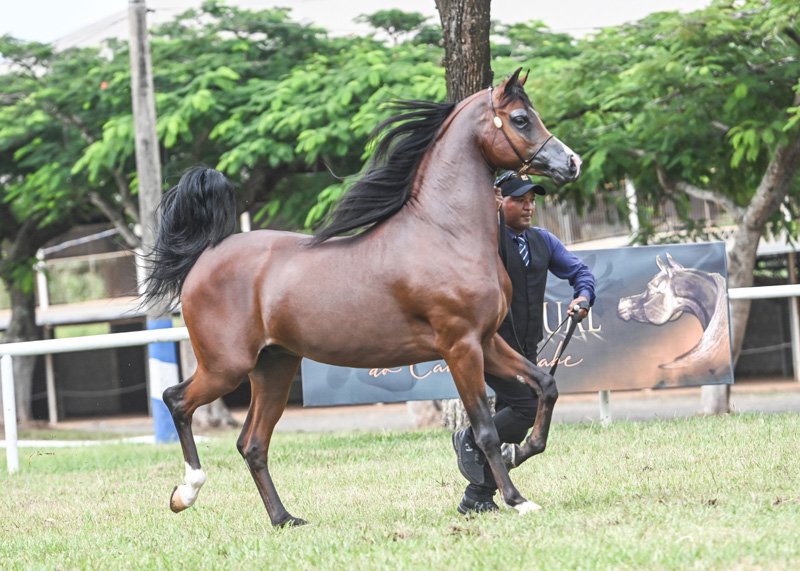 RFI MARQUIS - QUASIM CRH x *MYSTICA DESIRE x MARWAN AL SHAQAB