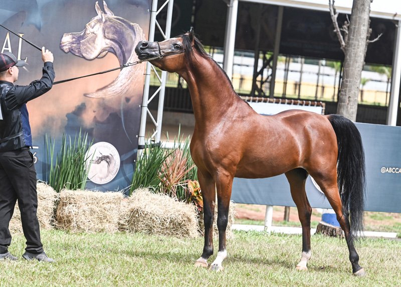 GALLAX D'AMBITION JM - BEY AMBITION x STIG JUSTHINE x WH JUSTICE