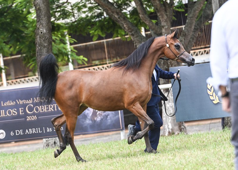 JUCIENNE D'BANDIT JM - BANDIT SRA x JUENNE APPRENTICE x *THEE APPRENTICE