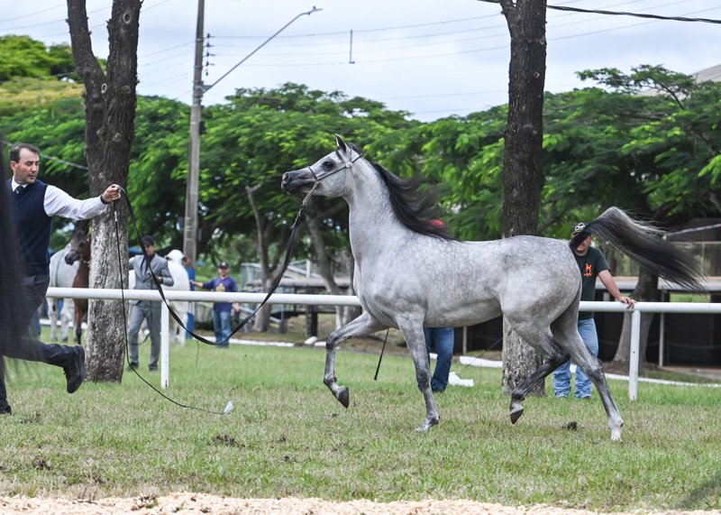 HES PENELOPE - RAGNARY GV x ADELINE HVP x KAHIL AL SHAQAB