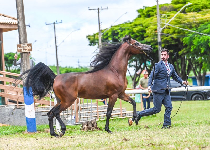 INVICTUS DI CALVIN JM - CALVIN DEL TINO JM x ALYSSA CRYSTAL RLC x VULCANO HVP